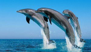 dauphins recherchez gran canaria
