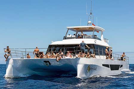 Croisiere en catamaran de luxe Matin Gran Canaria Boat Trips 2025