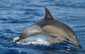 Grande Baleine Pilou :: Espèces de Baleines à Grande Canarie