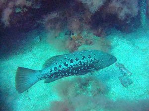 Eau Libre Advance Gran Canaria Boat Trips 2025